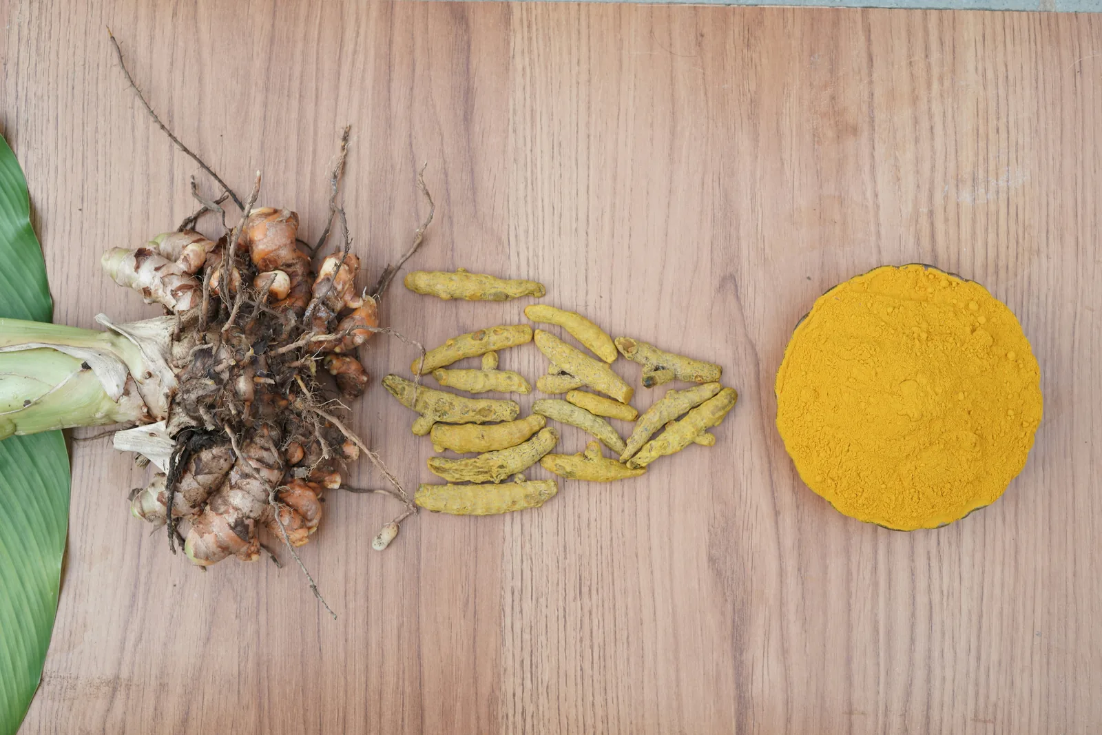 Fresh turmeric root, dried turmeric fingers, and ground turmeric powder side by side