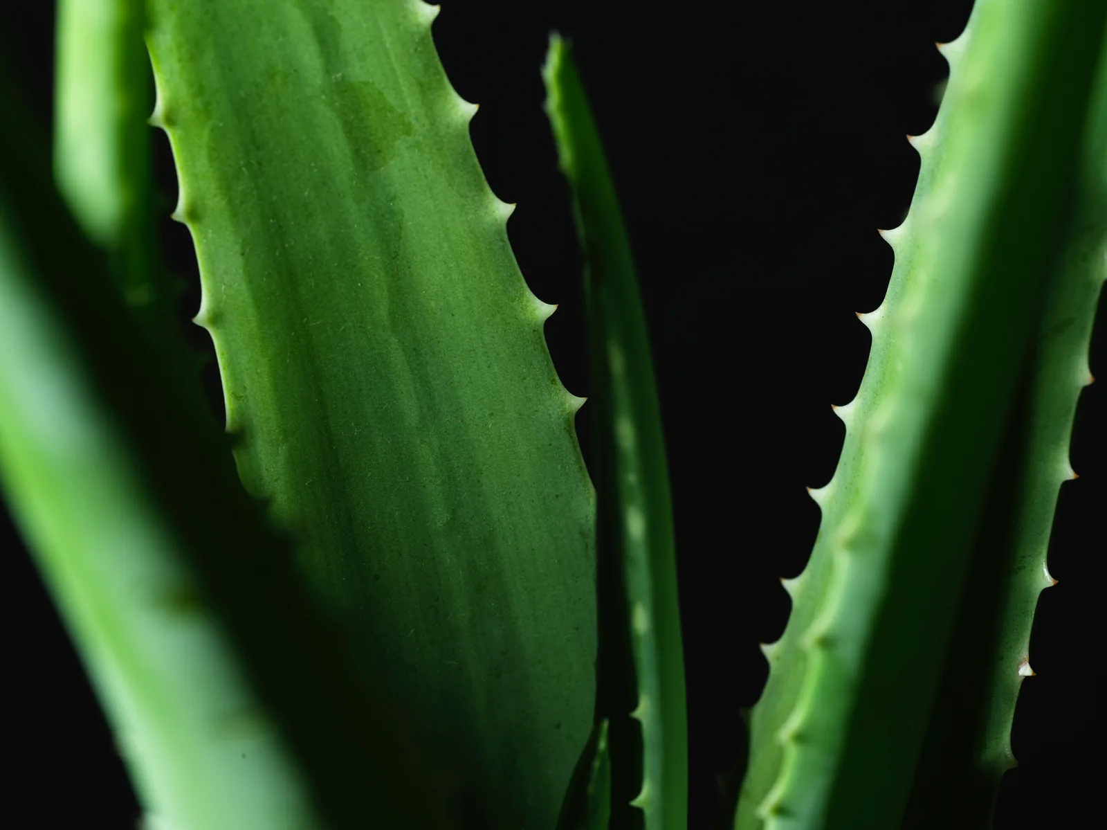 Close-up of aloe vera leaves, a natural ingredient used in Ayuryogya's skin and body care range
